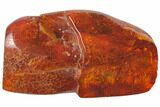 Mammalian Hair Preserved In Baltic Amber - Rare! #128286-1
